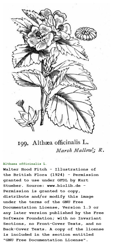 Althaea officinalis L.